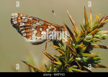 Marsh Fritillary butterfly (Euphydryas aurinia) perché sur l'ajonc bush. Tipperary, Irlande Banque D'Images