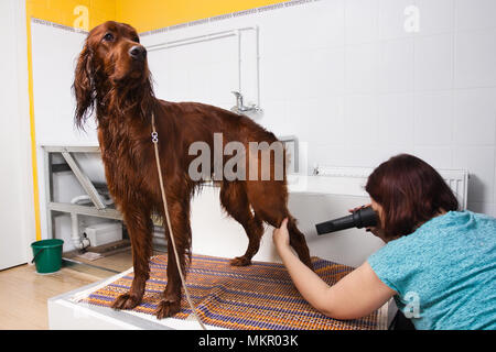 Séchage des cheveux tondeuse chien avec un sèche-cheveux Salon Banque D'Images