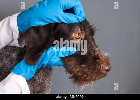 Mains de contrôle vétérinaire Yeux de chien clinique vétérinaire Banque D'Images