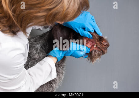 Contrôle de l'EFP dans les dents de chien clinique vétérinaire Banque D'Images
