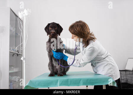 L'examen vétérinaire chien avec stéthoscope dans clinique vétérinaire Banque D'Images