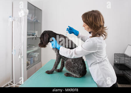 Pour faire une injection à l'EFP en chien clinique vétérinaire Banque D'Images