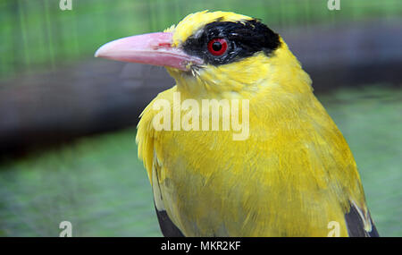 Oriolus chinensis est un oiseau chanteur. Banque D'Images