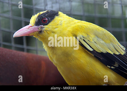 Oriolus chinensis est un oiseau chanteur. Banque D'Images