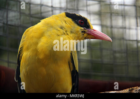 Oriolus chinensis est un oiseau chanteur. Banque D'Images