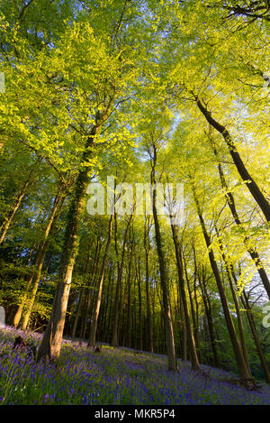 Fleurs jacinthes sur une pente sous le couvert des arbres dans la région de Kings Wood près de Ashford, Kent Banque D'Images