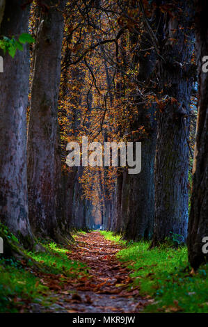 L'étroit sentier couvert de feuilles en automne Banque D'Images