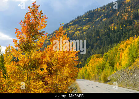 'Brûler' Aspen - rétro-éclairage coloré automne trembles sur côté du col de Cottonwood, Crested Butte, Colorado, USA Banque D'Images