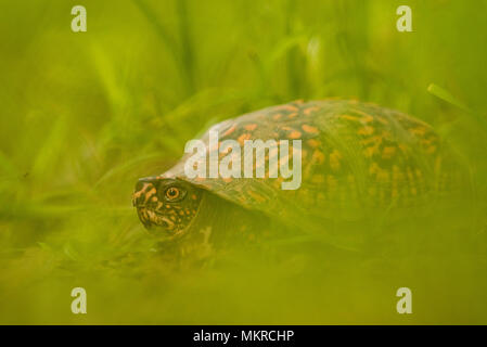 Un common box turtle (Terrapene carolina) photographié à un angle bas dans l'herbe haute. Encore commune, cette espèce est en déclin. Banque D'Images