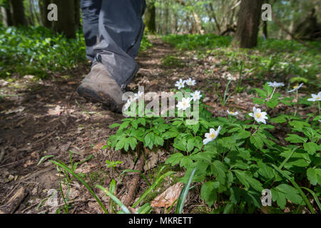 - L'Anémone des bois Anemone nemorosa. Stoke Woods, Bicester, Oxfordshire. Banque D'Images