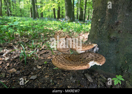 La dryade - Polyporus squamosus selle, Stoke, bois, Bicester Oxfordshire Banque D'Images