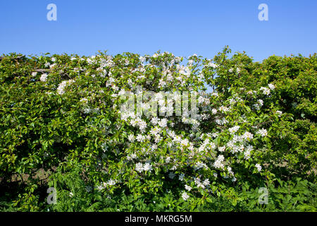 Apple Blossom blanc printemps dans une haie sous un ciel bleu Banque D'Images