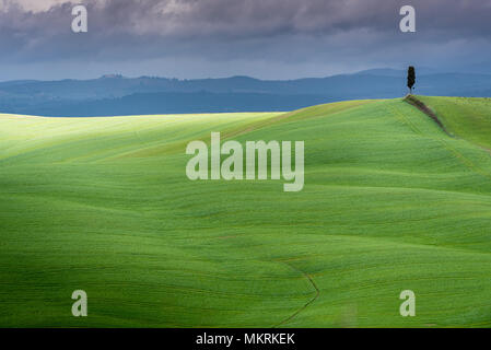 Paysage de Toscane, lonely tree, collines avec des ombres de nuages et de la lumière du soleil sur l'herbe verte au printemps, Asciano, Crete Senesi, Toscane, Italie Banque D'Images