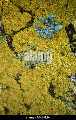 La macro close-up d'une bulle et d'un lichen lichen jaune sur une surface. Banque D'Images