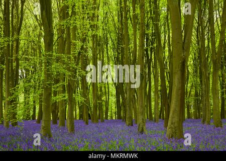 Bluebells à Badbury Hill, Faringdon Banque D'Images