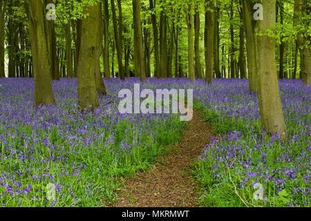 Bluebells à Badbury Hill, Faringdon Banque D'Images
