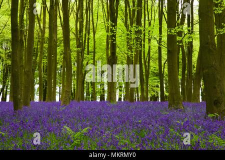 Bluebells à Badbury Hill, Faringdon Banque D'Images