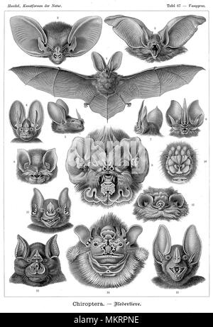 Types de chauves-souris fiche d'illustrations Banque D'Images