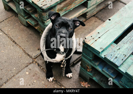 Portrait de trois mois, le petit noir pit bull dog debout sur les dalles gris par deux vieilles palettes en bois Banque D'Images