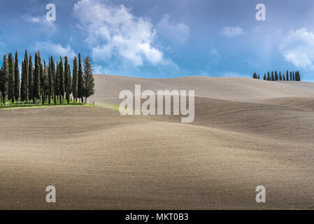 Cyprès toscans grove, groupe de cyprès au milieu d'un champ labouré contre un ciel nuageux au printemps, Val d'Orcia, Toscane, Italie Banque D'Images