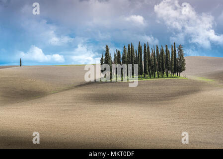 Cyprès toscans grove, groupe de cyprès au milieu d'un champ labouré contre un ciel nuageux au printemps, Val d'Orcia, Toscane, Italie Banque D'Images