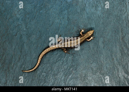 Lézard Bronze couché sur fond noir en bleu avec de l'espace libre. Sharp et macro-vision de lézard d'en haut Banque D'Images