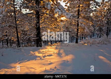 WA15368-00...WASHINGTON - Le soleil levant avec un pic dans la neige et la glace couverte d'arbres à l'Echo Ridge domaine nordique dans le Okanogan-Wenatchee Na Banque D'Images