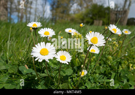 L'anglais commun lanw marguerites daisy Banque D'Images