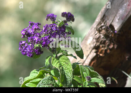 Dans mon jardin Banque D'Images