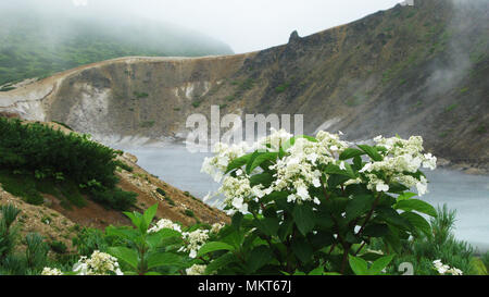 Fleurs près de lac de vapeur dans le cratère du volcan de l'île de Kunashir Golovnina, Kurily, Russie Banque D'Images