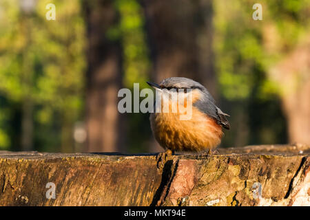 Grimpereau des bois sur une souche assis et posant sur un matin ensoleillé Banque D'Images