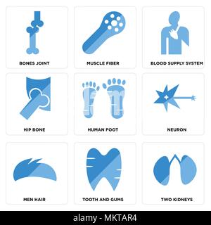 Ensemble de 9 icônes modifiable simple comme deux reins, et des gencives, dents cheveux hommes, neurone, pied humain, os, système d'approvisionnement en sang, les fibres musculaires, les os J Illustration de Vecteur
