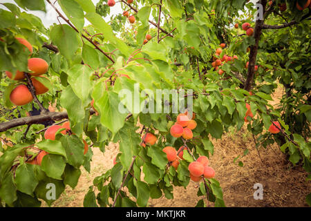 Abricotier. Branches avec des abricots et des feuilles vertes Banque D'Images