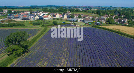 Le Somerset Lavender Farm Banque D'Images