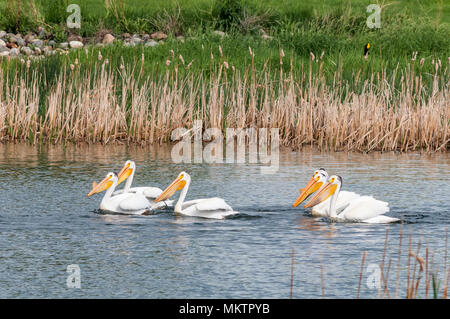 Le pélican blanc, le lac Stafford, Brooks, Alberta, Canada Banque D'Images