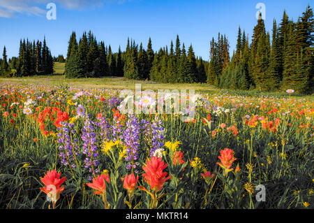 Fleurs des champs, prés, trophée, Wells Gray Provincial Park, BC, Canada Banque D'Images