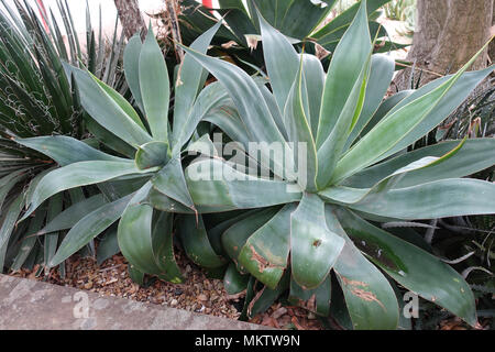 Grand Agave attenuata Nova ou appelle Blue Agave formulaire Banque D'Images