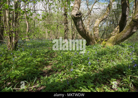 Étêtés matures - frêne Fraxinus excelsior, au printemps, le bois, le Stoke Oxfordshire. Banque D'Images