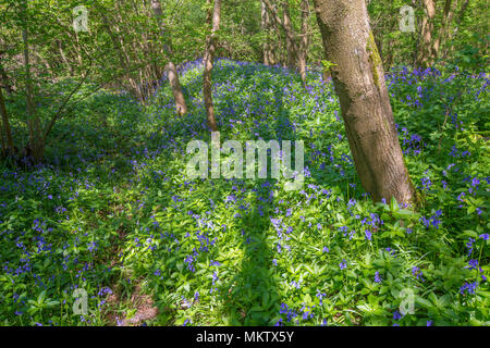 Forêts anciennes couvertes limite dans Bluebells, Stoke Woods, Bicester Oxfordshire, administré par le Woodland Trust Banque D'Images