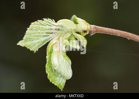 Hazel - Corylus avellana, feuille de printemps en rafale à Stoke, bois, Bicester Oxfordshire Banque D'Images