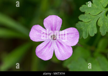 Geranium robertianum herbe Robert - Stoke, Woods, Bicester Oxfordshire, administré par le Woodland Trust Banque D'Images