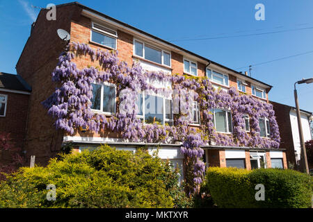 La floraison de fleurs wisteria / / fleurs en croissance sur une télévision privée appartement logement bloc d'appartements et appartements. Strawberry Hill. Twickenham. Royaume-uni (96) Banque D'Images