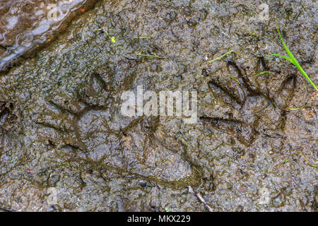 Le Raton laveur empreintes dans la boue le long creek, Castle Rock Colorado-NOUS Banque D'Images