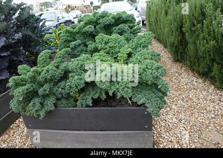 Brassica oleracea croissante ou connu sous le nom de Scotch bleu Nain Kale sur un potager Banque D'Images