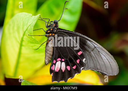 Grand Mormon Memnon Papilion (papillon) sur feuille, Macrophography Banque D'Images