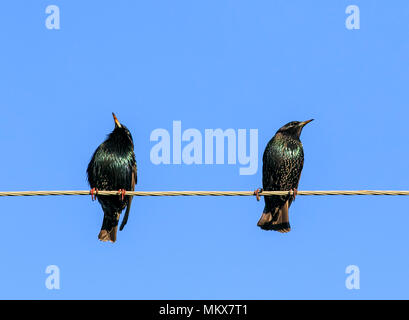 Deux noirs Starling un homme et une femme assis sur les fils dans le ressort sur fond de ciel bleu Banque D'Images