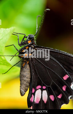 Grand Mormon Memnon Papilion (papillon) sur feuille, Macrophography Banque D'Images