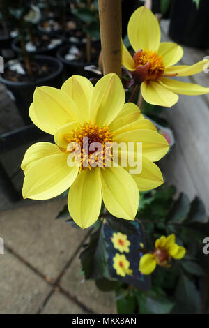 Dahlia fleurs feuilles sombres Clarion en pleine floraison Banque D'Images