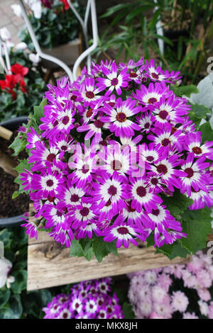 Senetti Senetti Pericallis ou en pleine floraison Banque D'Images