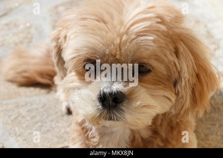 Lhassa Apso chien couché sur le pavé dans un jardin Banque D'Images